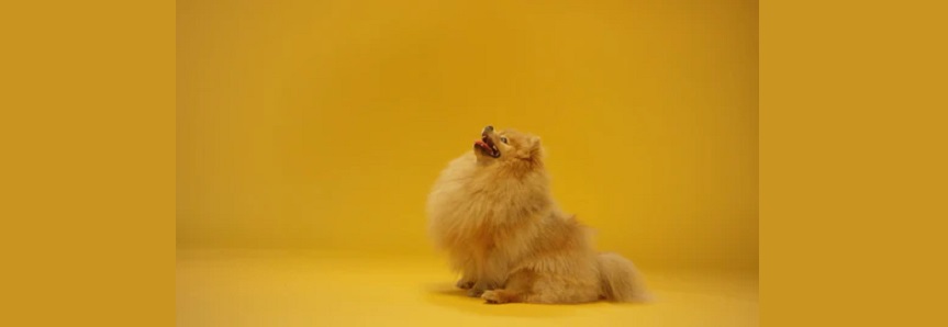 Pupper Discount Codes 2024 Banner